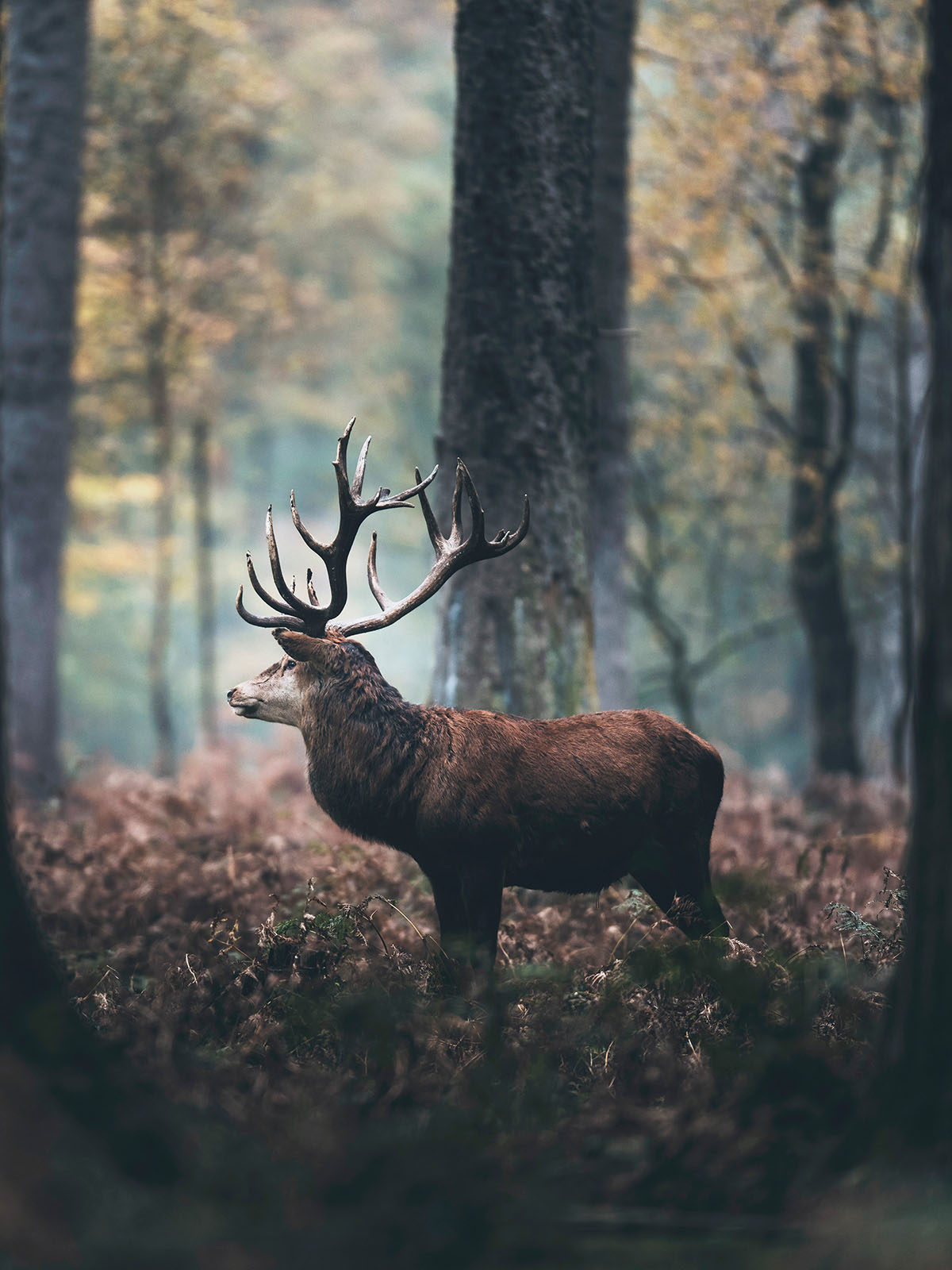 Blick ins Revier – Wald im Hochschwarzwald